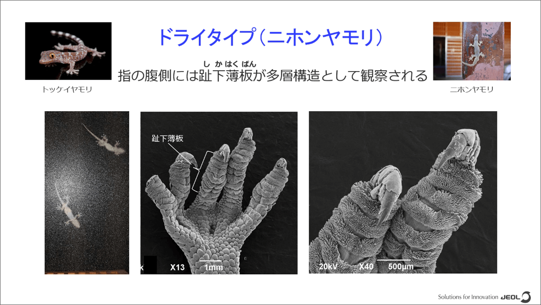 我用电子镜观察动物毛发