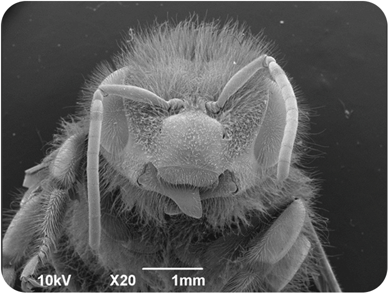 它的身体长满长毛，喜欢赏花。