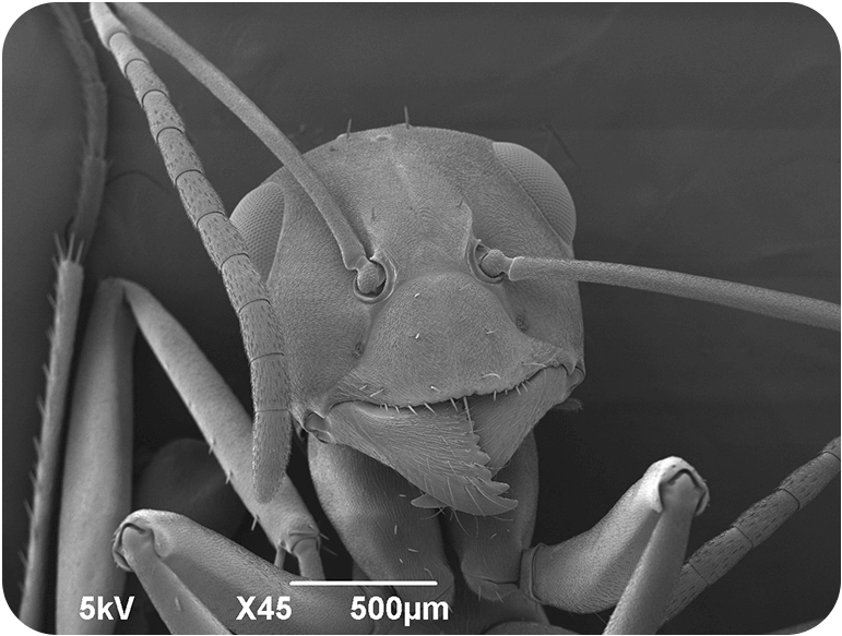 这是一个生活在土壤中的工人。