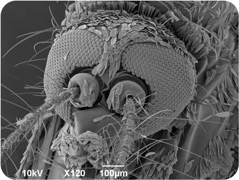 一种发生在夏季并在小水坑中产卵的昆虫。