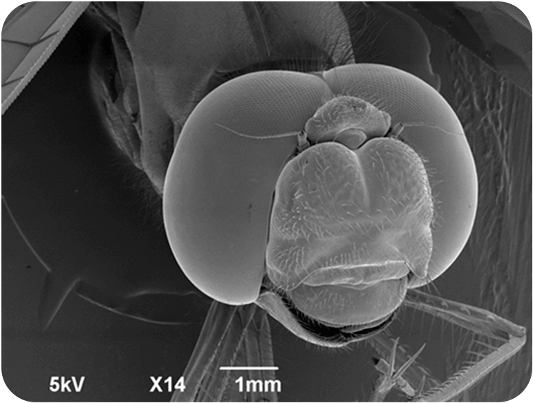它们小时候在水里度过。长大后，它们可以像直升机一样乘风翱翔在空中。