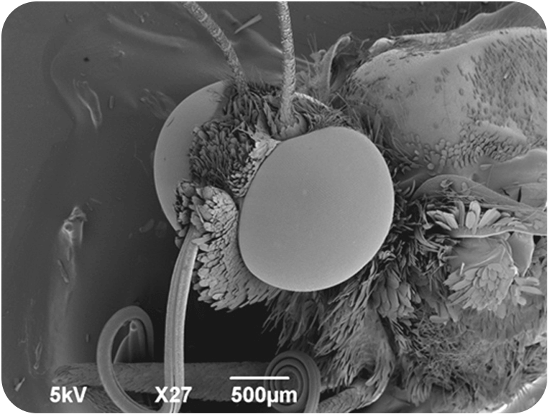从春天到夏天，你经常可以在花园、田野、鲜花盛开的田野里看到它。