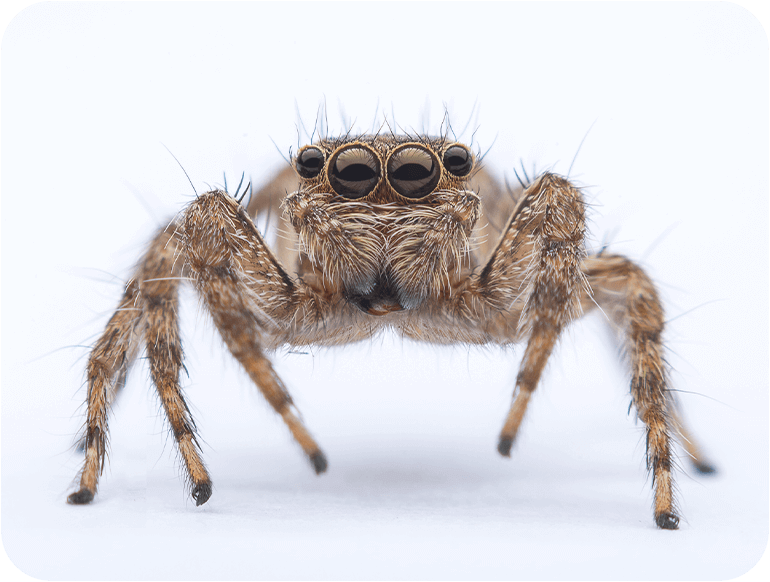 跳蛛