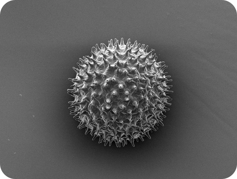 这是一朵在早晨绽放的花，每个人都必须至少种植过一次。