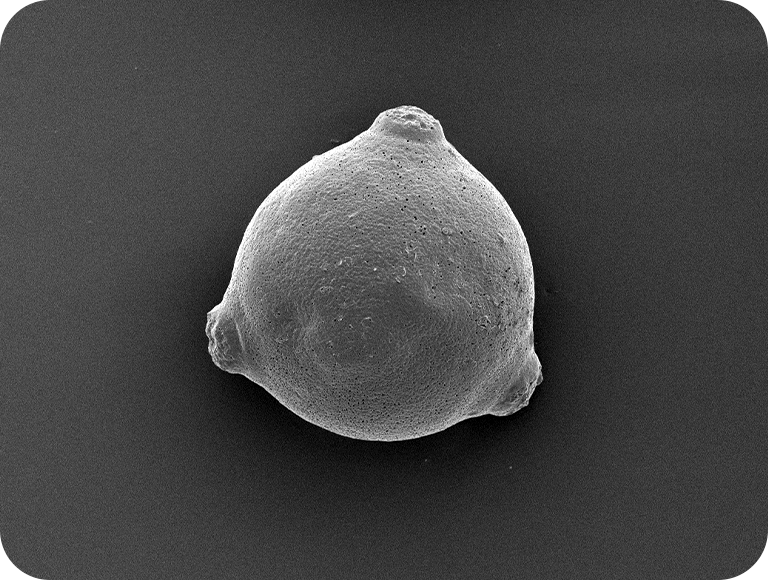 这是一种经常出现在沙拉中的蔬菜，有绿色的外皮，上面有凹凸。