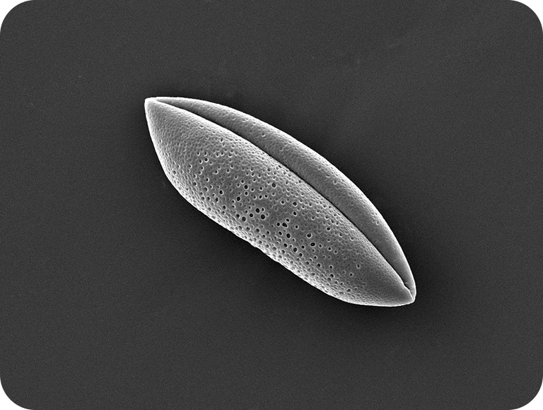 如果你在水中种植球茎，它们会长出粗壮的茎并开出许多小花。