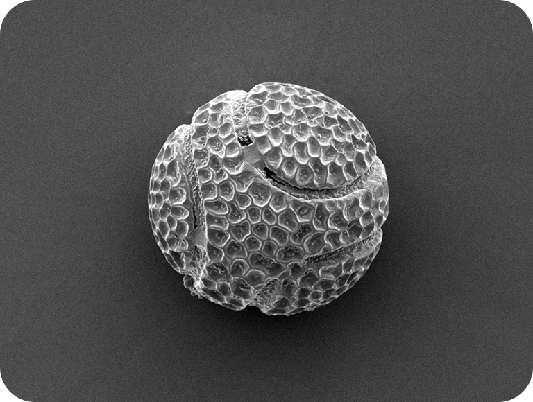 它看起来像一个棒球。花也与某些熟悉的事物相似。