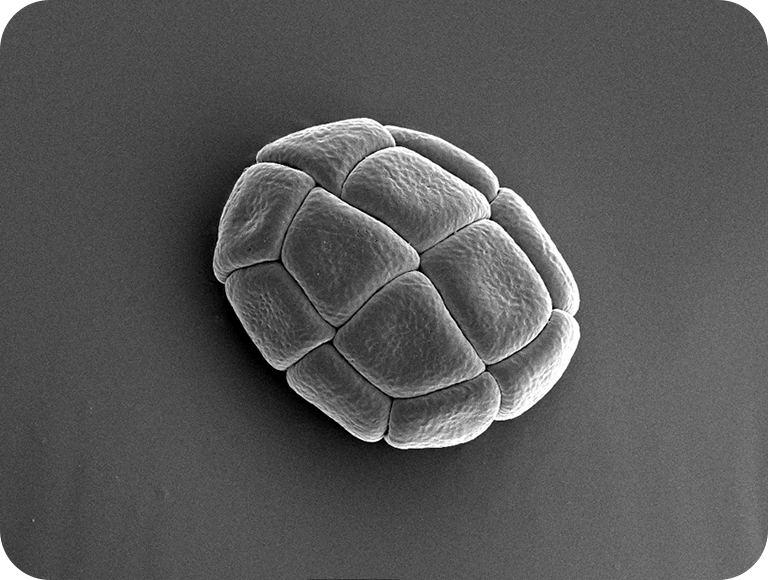 这个名字来源于这样的事实：叶子在晚上聚集在一起，看起来就像在睡觉。