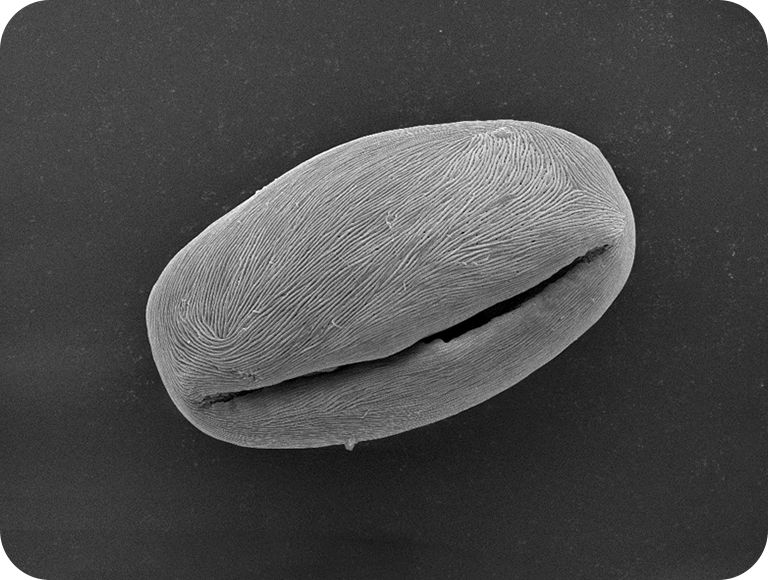 这是青森县大量种植的水果。当做馅饼吃时也很美味。