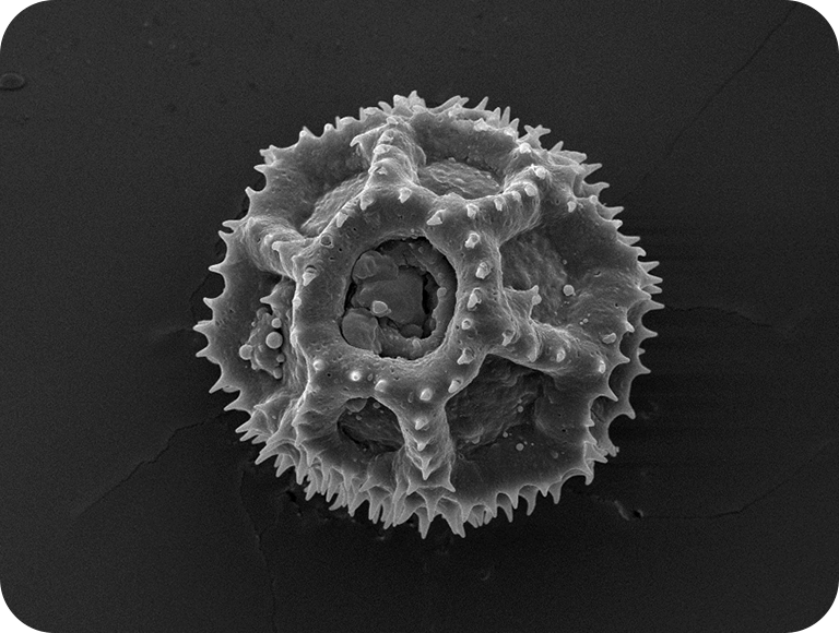 它们在路边和田野上开花。种子蓬松，飞得很远。