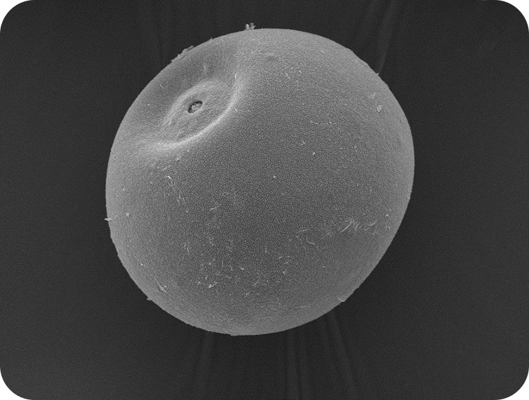 黄色颗粒排列整齐。煮或烤，香甜可口。