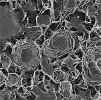 头发处理冷冻蚀刻法（TEM图像）