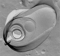 脂质体冷冻断裂法（TEM图像）