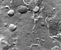 再制奶酪冷冻断裂法（TEM 图像）