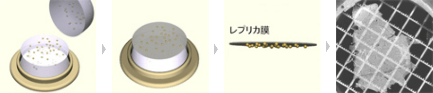 观察液体中细颗粒分散的方法（萃取复制法）