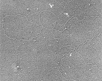 DNA低角度旋转蒸发法（TEM图像）