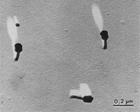 T-4 噬菌体遮蔽法（TEM 图像）
