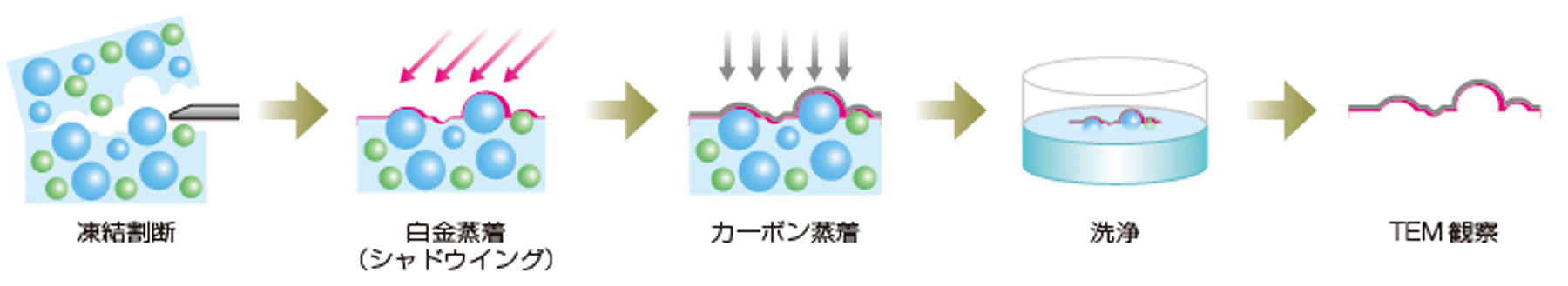 冷冻断裂→铂沉积→碳沉积→清洗→TEM观察