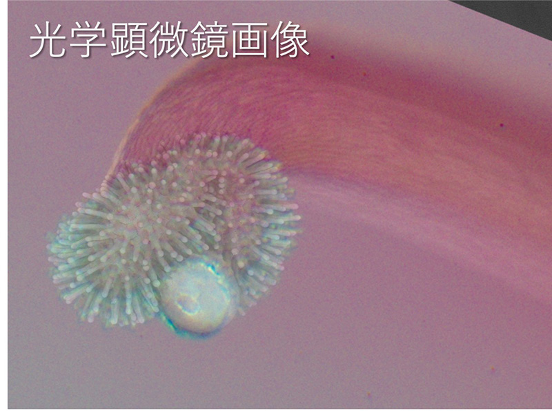 光学显微镜图像