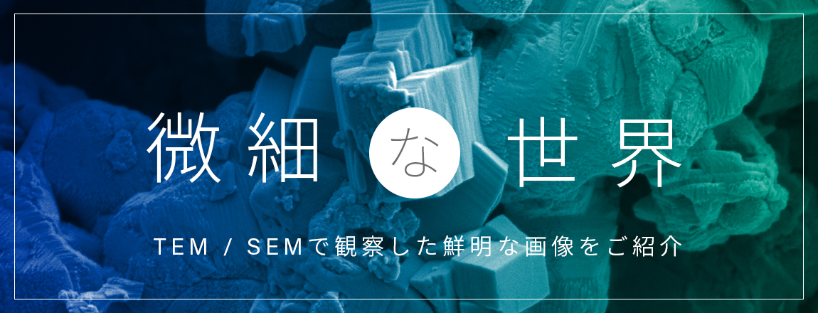 分钟世界（电子显微镜图像集）