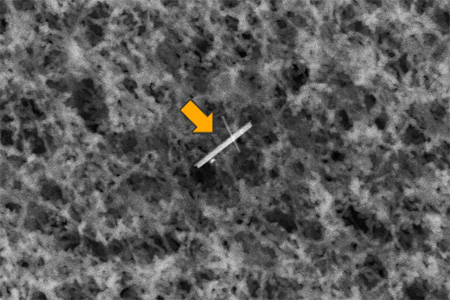 扫描电子显微镜 (SEM) 照片