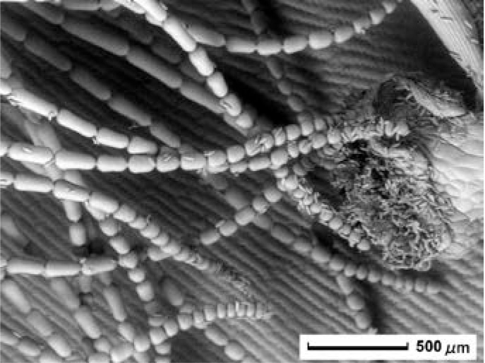 JEOL JCM-6000Plus 日花