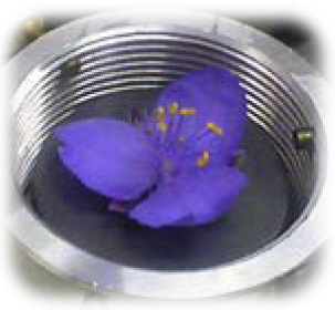 JEOL JCM-6000Plus 日花