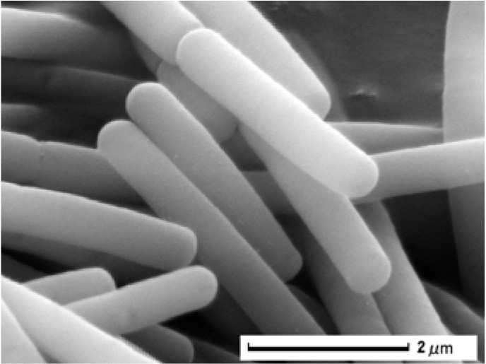 JEOL JCM-6000Plus 乳酸菌