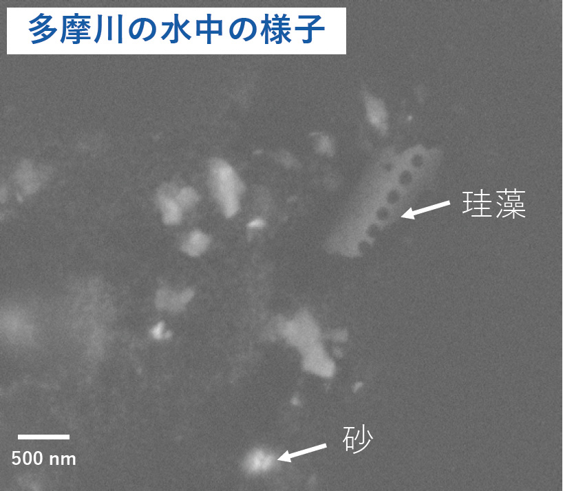 多摩川水下景观