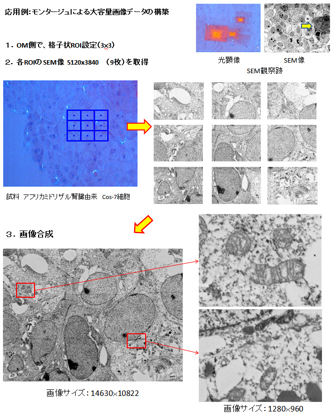 防止电子束损坏样品