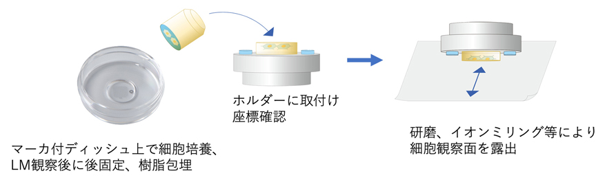 抛光 CLEM/铣削 CLEM 工作流程
