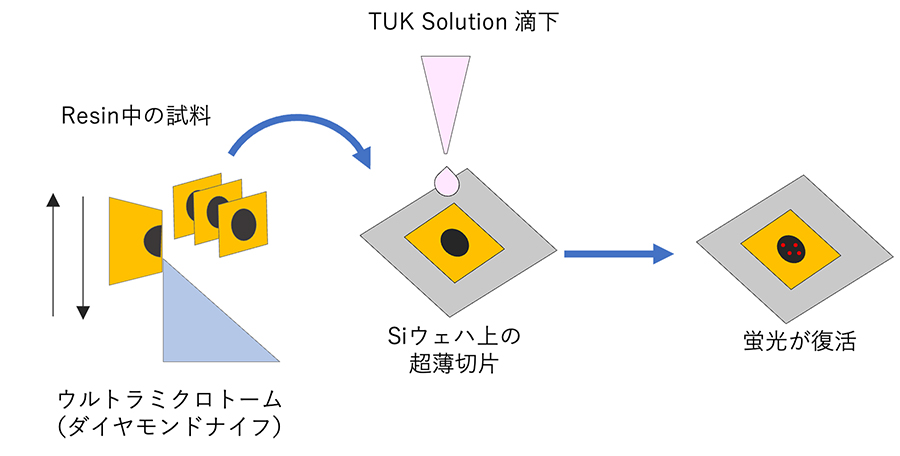 树脂 CLEM 工作流程