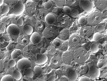 Cryo-SEM 加速电压：15kV 放大倍数：×3,000 干酵母 面包酵母 自噬