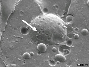 Cryo-SEM 加速电压：15kV 放大倍数：×30,000 干酵母 面包酵母 自噬