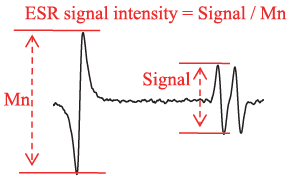 图1PBN自旋加合物的ESR信号