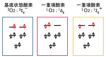 氧分子2p轨道的电子构型