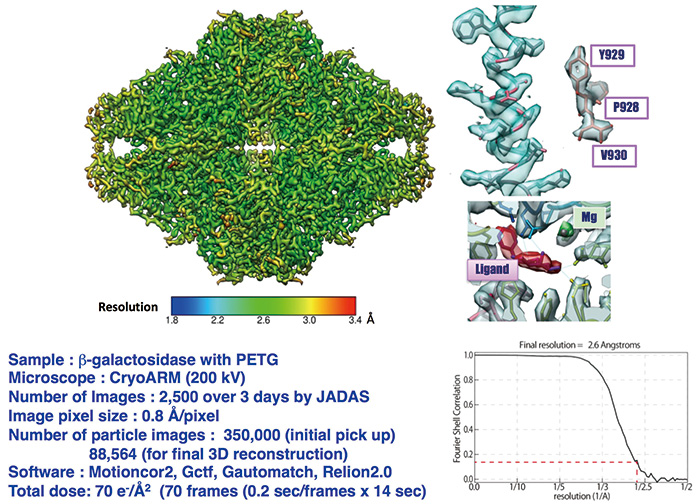 CRYO ARM(TM) 的 β-半乳糖苷酶的 26 Å 分辨率结构
