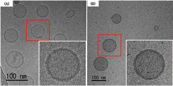 使用 omega 滤镜获得的冰包埋脂质体的正常图像