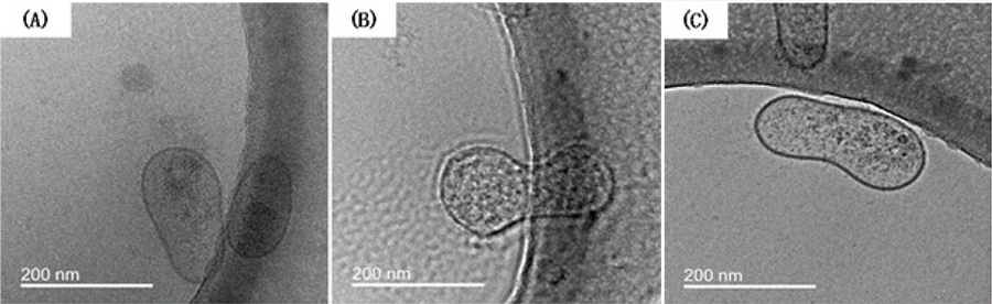 使用相位板获得的冰包埋外泌体的零损失图像