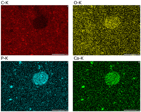 加工奶酪中矿物质的分布 样品：加工奶酪 桌面 SEM JCM-7000