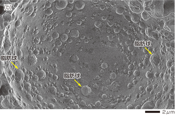 图4(b) 脂肪球与气泡紧密接触