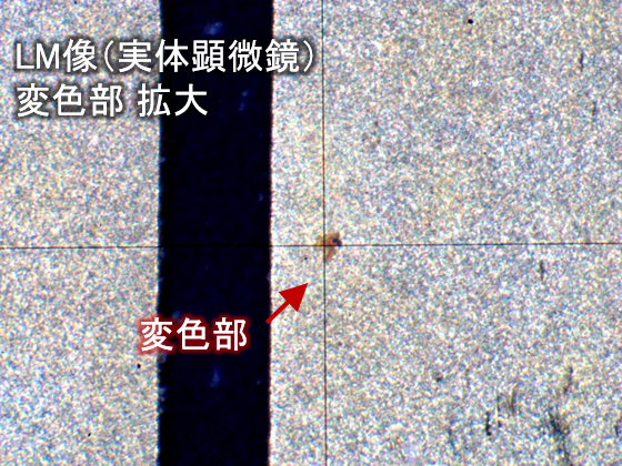 LM图像（体视显微镜）变色区域放大