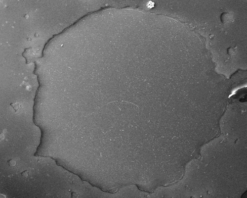 图2 SEM二次电子像