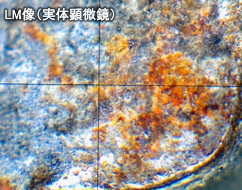 LM 图像（立体显微镜）