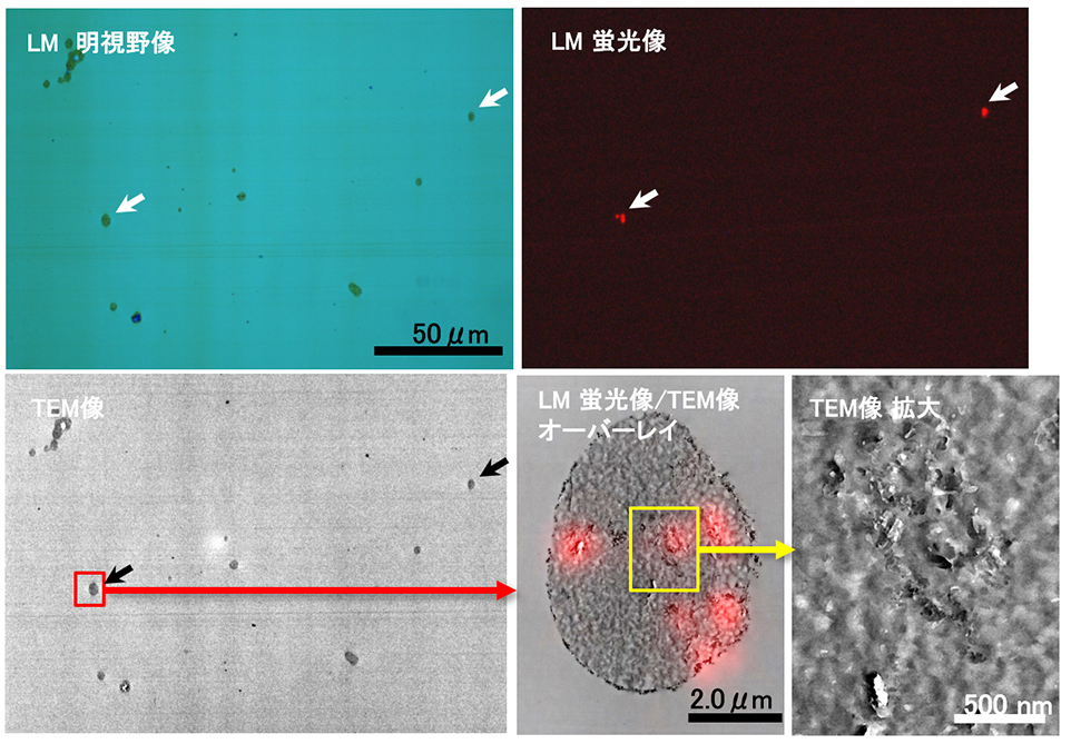 碳粉中发出荧光的细小颗粒