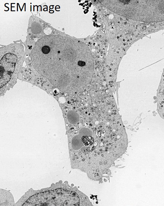 SEM 图像