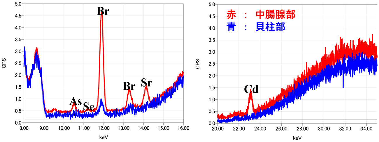 JEOL XRF 扇贝重金属元素