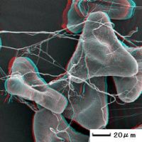 Akahana yugesho 花粉