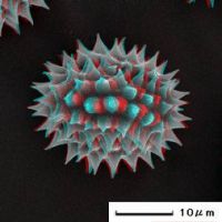 Akahana yugesho 花粉