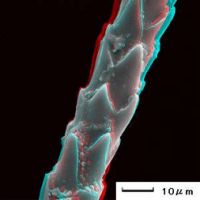 Akahana yugesho 花粉